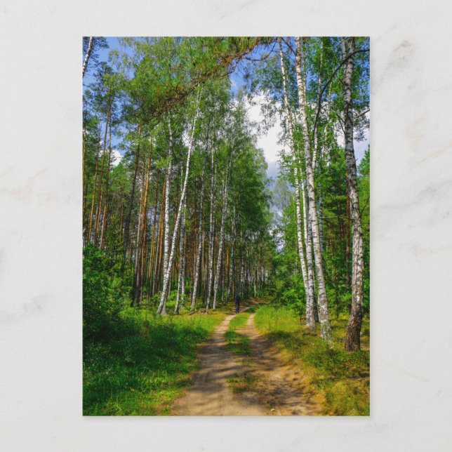 Nature Landscape Scenery Forest Birch Belarus Postcard (Front)