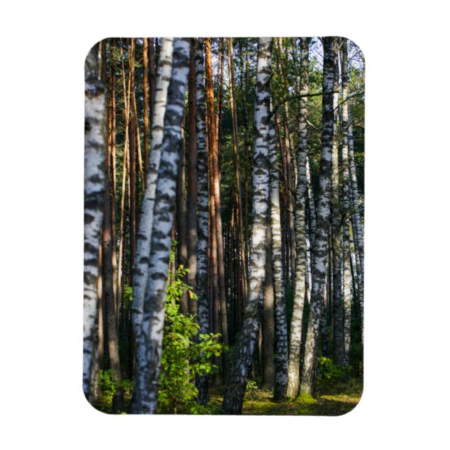 Nature Landscape Scenery Forest Birch Trees Magnet (Vertical)