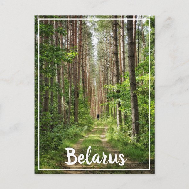 Nature Landscape Scenery Forest Cycling Belarus Postcard (Front)