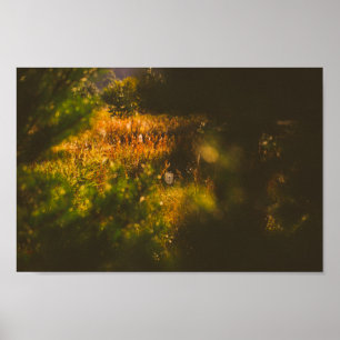 Nature Landscape Scenery Forest Spider Spiderweb Poster
