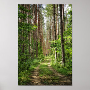 Nature Landscape Scenery Forest Trees Belarus Poster