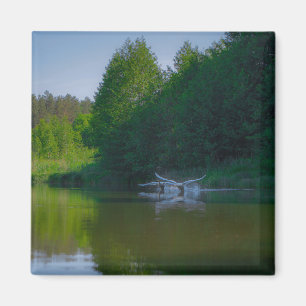 Nature Landscape Scenery Swans Flying  Magnet