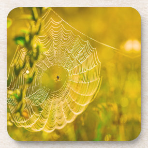 Nature Landscape Spider Spiderweb Sunlight Coaster