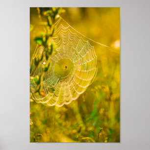 Nature Landscape Spider Spiderweb Sunlight Poster