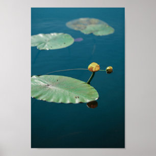 Nature Landscape Yellow Water Lily Pond River Poster