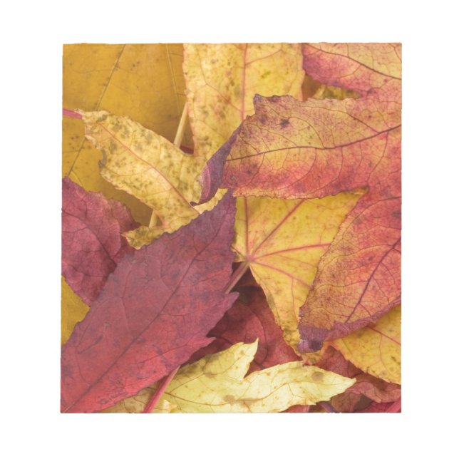 Nature Leaves Autumn Fall Tree Leaf Colourful Art Notepad (Front)