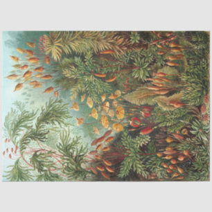 Nature Muscinae Ernst Haeckel Decoupage Tissue Paper