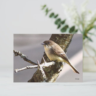 Nature note cards Bird cards