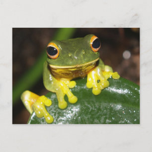 Nature - Orange Eyed Green Tree Frog Postcard