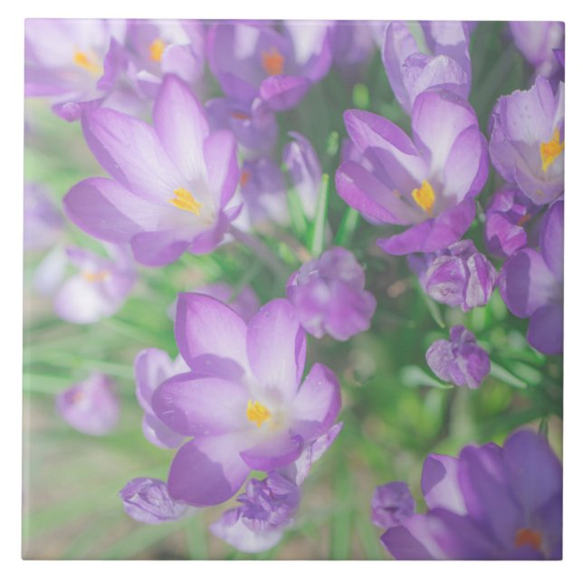 Nature Pale Purple Pastel Crocus Flowers Floral Tile (Front)