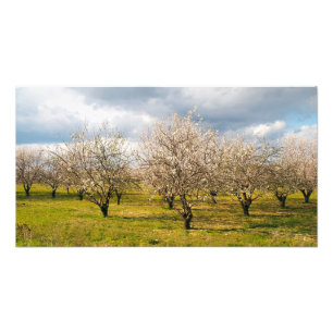 nature photo print