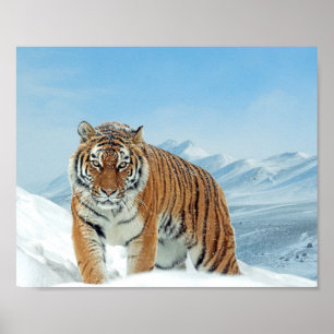 Nature Photo Snow Winter Tiger Mountains Print