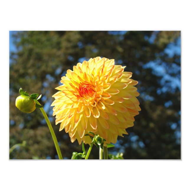 Nature Photography art prints Orange Dahlia Flower (Front)