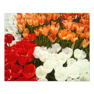 Nature Photography art prints Tulip Flowers Floral