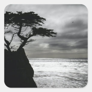 Nature Photography Black and White Square Sticker