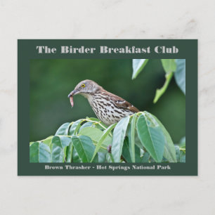 Nature Photography Brown Thrasher Birder Card