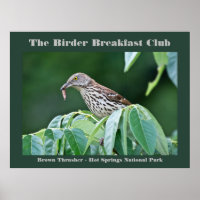 Nature Photography Brown Thrasher Birder Card