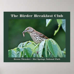 Nature Photography Brown Thrasher Birder Card Poster
