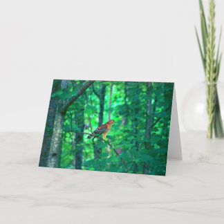 Nature Photography Card