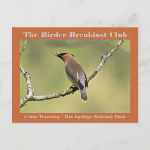 Nature Photography Cedar Waxwing Birder Postcard