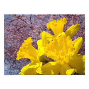 Nature Photography Daffodils Fine Art Prints