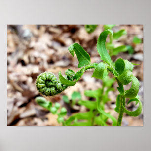 Nature Photography, FIddlehead Fern in Springtime Poster