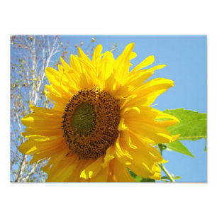 Nature Photography Fine Art Prints Sunflowers