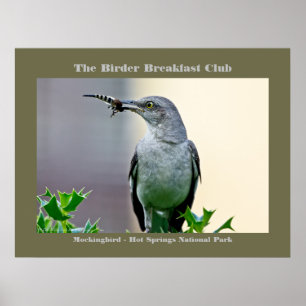 Nature Photography Mockingbird Birder Poster