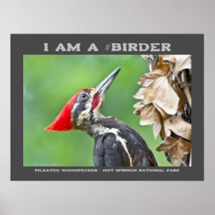 Nature Photography Pileated Woodpecker Birder Poster