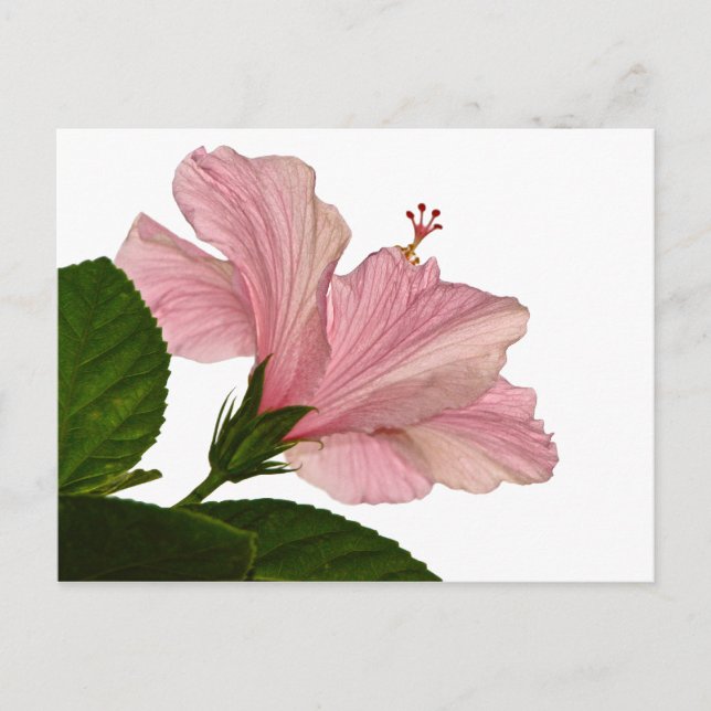 Nature Photography Pink Hibiscus Closeup Photo Postcard (Front)