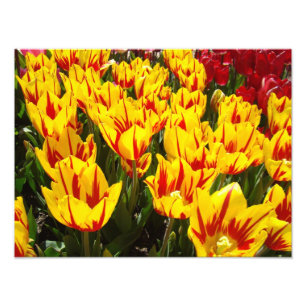 Nature Photography prints Yellow Red Tulips Floral