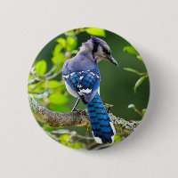 Nature Photography Shy Blue Jay Apparel Gifts