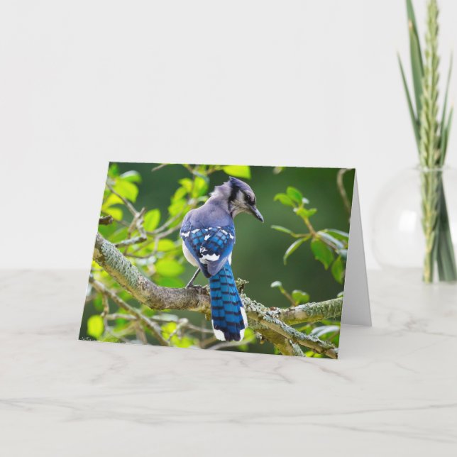 Nature Photography Shy Blue Jay Apparel Gifts Card (Front)