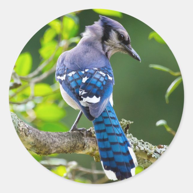 Nature Photography Shy Blue Jay Apparel Gifts Classic Round Sticker (Front)