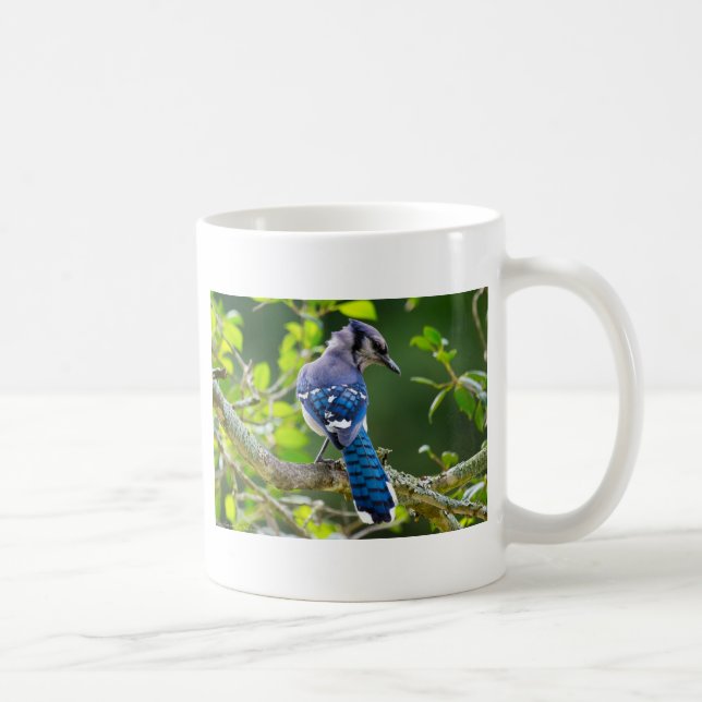 Nature Photography Shy Blue Jay Apparel Gifts Coffee Mug (Right)