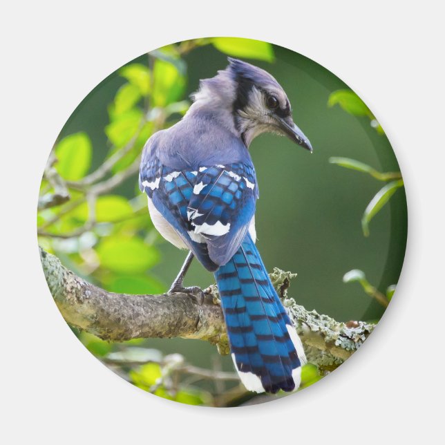Nature Photography Shy Blue Jay Apparel Gifts Magnet (Front)