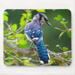 Nature Photography Shy Blue Jay Apparel Gifts Mouse Mat