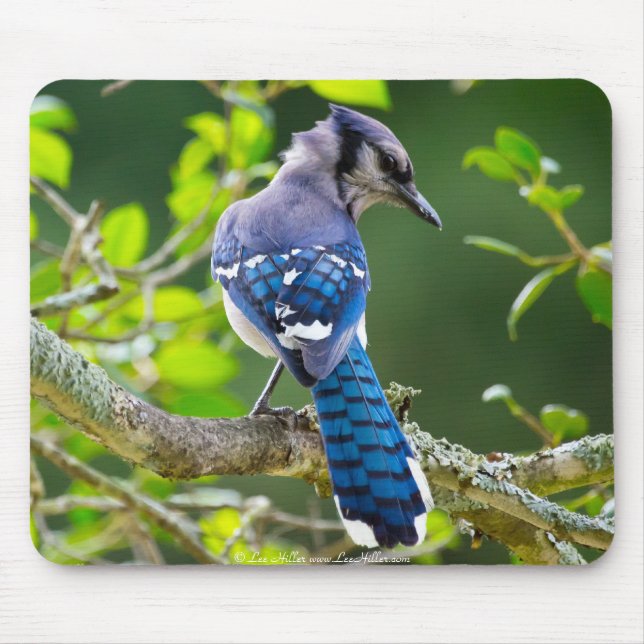 Nature Photography Shy Blue Jay Apparel Gifts Mouse Mat (Front)