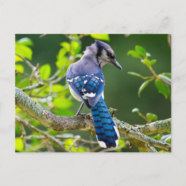 Nature Photography Shy Blue Jay Apparel Gifts Postcard (Front)