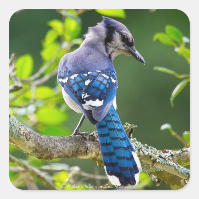 Nature Photography Shy Blue Jay Apparel Gifts Square Sticker (Front)