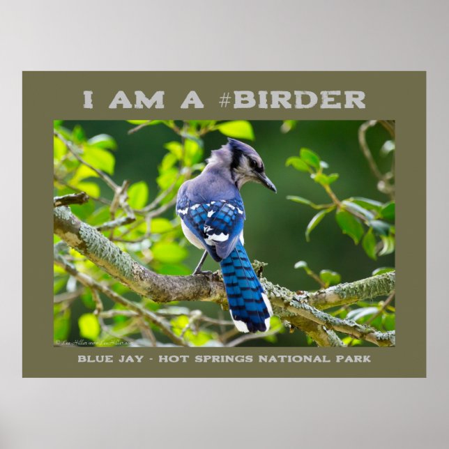 Nature Photography Shy Blue Jay Birder Poster (Front)
