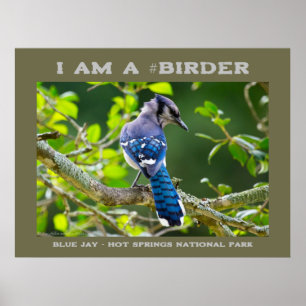 Nature Photography Shy Blue Jay Birder Poster