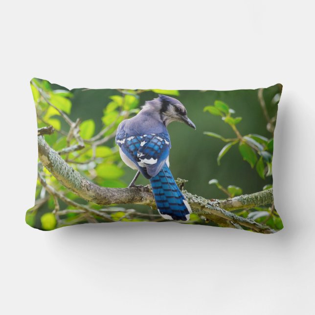 Nature Photography Shy Blue Jay Lumbar Pillow (Front)