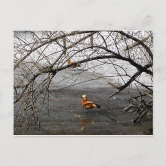 nature pics postcard