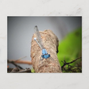 nature pics postcard