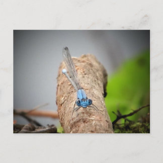 nature pics postcard