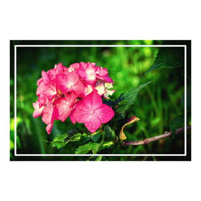 Nature Pink Hydrangea Flower-34694 Photo Print (Front)