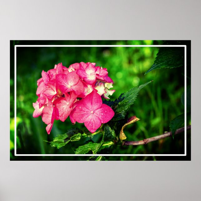 Nature Pink Hydrangea Flower-34694 Poster (Front)