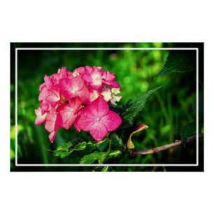 Nature Pink Hydrangea Flower-34694 Poster