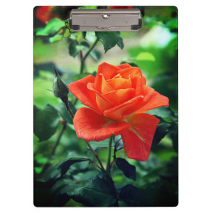 Nature Pink Rose Flower-46458 Clipboard